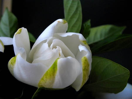 安徽得潤(rùn)電氣 高低壓開關(guān)柜 軟起柜 咨詢熱線4000551777 安徽得潤(rùn)電氣 高低壓開關(guān)柜 軟起柜 咨詢熱線4000551777